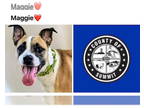 Otterhound DOG FOR ADOPTION RGADN-1342282 - MAGGIE - Otterhound (medium coat)