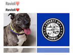 Staffordshire Bull Terrier Mix DOG FOR ADOPTION RGADN-1342283 - RAVIOLI - Hound