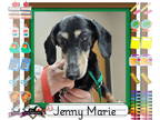 Dachshund DOG FOR ADOPTION RGADN-1342286 - Jenny Marie - Dachshund (short coat)