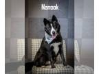 Huskies Mix DOG FOR ADOPTION RGADN-1342288 - Nanook - Husky / Mixed (short coat)