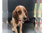 Beagle DOG FOR ADOPTION RGADN-1342298 - Rosie - Pending Adoption - Beagle (short