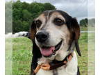 Beagle Mix DOG FOR ADOPTION RGADN-1342299 - Ziggy Pop - Beagle / Mixed (short