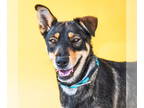 Doberman Pinscher-Huskies Mix DOG FOR ADOPTION RGADN-1342307 - SHADOW - Doberman