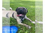 Pug DOG FOR ADOPTION RGADN-1342308 - Buddy - Pug (short coat) Dog For Adoption
