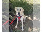 Anatolian Shepherd-Great Pyrenees Mix DOG FOR ADOPTION RGADN-1342310 - BEAUMONT