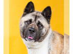 Akita Mix DOG FOR ADOPTION RGADN-1342317 - CINDY BRADY - Akita / Mixed Dog For