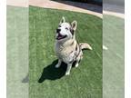 Mix DOG FOR ADOPTION RGADN-1342319 - BINGHAM - Husky (medium coat) Dog For