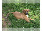 Boxador DOG FOR ADOPTION RGADN-1342335 - Kurt - Boxer / Labrador Retriever /