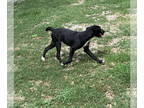 Boxer Mix DOG FOR ADOPTION RGADN-1342339 - Gabby - Boxer / Mixed (short coat)