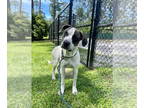 Pointer Mix DOG FOR ADOPTION RGADN-1342340 - Azalea - Pointer / Mixed (short