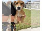 Carolina Dog Mix DOG FOR ADOPTION RGADN-1342356 - GRUMP - Carolina Dog / Mixed