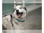 Siberian Husky DOG FOR ADOPTION RGADN-1342363 - LUNA - Siberian Husky (medium