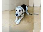 American Foxhound-Labrador Retriever Mix DOG FOR ADOPTION RGADN-1342368 - PIXIE