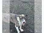 Labrador Retriever Mix DOG FOR ADOPTION RGADN-1342376 - Timothy - Labrador
