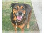 Bernese Mountain Dog-Black Mouth Cur Mix DOG FOR ADOPTION RGADN-1342384 - MAMA