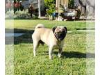 Pug DOG FOR ADOPTION RGADN-1342386 - Louie - Pug Dog For Adoption