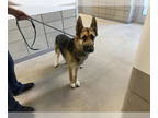 German Shepherd Dog DOG FOR ADOPTION RGADN-1342389 - TYGA - German Shepherd Dog