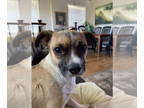 Pug Mix DOG FOR ADOPTION RGADN-1342390 - MORT - Pug / Mixed (short coat) Dog For