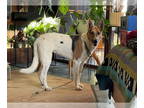 Collie Mix DOG FOR ADOPTION RGADN-1342391 - MAISIE - Collie / Smooth Collie /