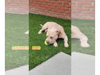 Staffordshire Bull Terrier Mix DOG FOR ADOPTION RGADN-1342393 - SANDY -