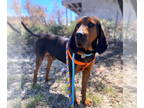 Bluetick Coonhound-Redbone Coonhound Mix DOG FOR ADOPTION RGADN-1342405 - Carter