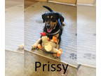 Mountain Cur Mix DOG FOR ADOPTION RGADN-1342406 - Prissy - Shepherd / Mountain