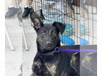 Dutch Shepherd -Labrador Retriever Mix DOG FOR ADOPTION RGADN-1342412 - Frank -