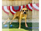 Boxer DOG FOR ADOPTION RGADN-1342415 - Parkes - Boxer Dog For Adoption