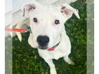 Sheprador DOG FOR ADOPTION RGADN-1342428 - Blizzard - Labrador Retriever /