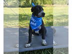 Feist Terrier-Labrador Retriever Mix DOG FOR ADOPTION RGADN-1342432 - Jax -