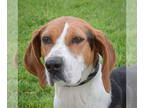 American Foxhound DOG FOR ADOPTION RGADN-1342439 - Dixie Mae - American Foxhound