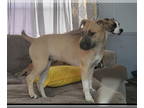 German Shepherd Dog-Huskies Mix DOG FOR ADOPTION RGADN-1342444 - Amara - German