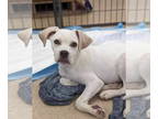 Beagle DOG FOR ADOPTION RGADN-1342448 - Thumper - Beagle / Boxer Dog For