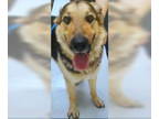 German Shepherd Dog DOG FOR ADOPTION RGADN-1342461 - Matt McFries 58343 - German
