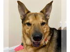German Shepherd Dog Mix DOG FOR ADOPTION RGADN-1342468 - Novak - German Shepherd