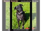 Bullboxer Pit DOG FOR ADOPTION RGADN-1342474 - Hendrix - Boxer / American Pit