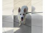German Shepherd Dog-Huskies Mix DOG FOR ADOPTION RGADN-1342476 - Charmin - Husky