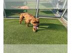 American Staffordshire Terrier Mix DOG FOR ADOPTION RGADN-1342479 - BULLY -