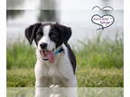 Beagle-Border Collie Mix DOG FOR ADOPTION RGADN-1342487 - Wally - Border Collie