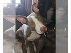 Bull Terrier Mix DOG FOR ADOPTION RGADN-1342488 - REX #6 - Bull Terrier / Mixed