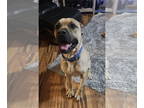 Mastiff DOG FOR ADOPTION RGADN-1342495 - Duke - Mastiff (medium coat) Dog For