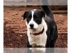 Boxer-Huskies Mix DOG FOR ADOPTION RGADN-1342503 - Skippy - Husky / Boxer /