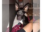 Australian Shepherd Mix DOG FOR ADOPTION RGADN-1342508 - Onyx - Australian