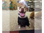 American Pit Bull Terrier Mix DOG FOR ADOPTION RGADN-1342510 - Bentley - Pit