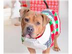 Staffordshire Bull Terrier DOG FOR ADOPTION RGADN-1342519 - CARAMEL -