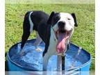 Labrador Retriever Mix DOG FOR ADOPTION RGADN-1342520 - FARAMIR - Labrador