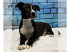 American Pit Bull Terrier Mix DOG FOR ADOPTION RGADN-1342525 - 240670 Rogue -