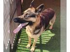 German Shepherd Dog Mix DOG FOR ADOPTION RGADN-1342526 - Luna - $75 Adoption