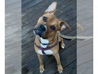 Bullboxer Pit DOG FOR ADOPTION RGADN-1342531 - Rusty Briggs - Boxer / Pit Bull