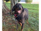 Black and Tan Coonhound DOG FOR ADOPTION RGADN-1342541 - Beau - Black and Tan